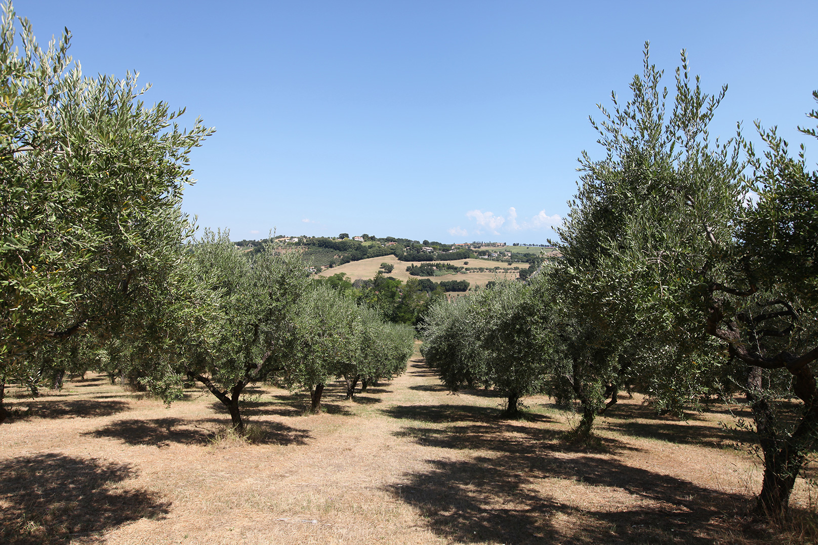 LOliveto-82
